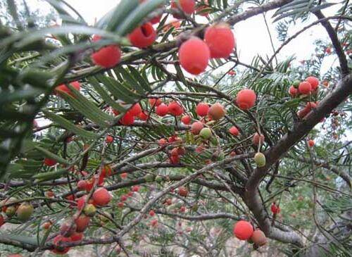 红豆杉树有毒吗 红豆杉的药用价值