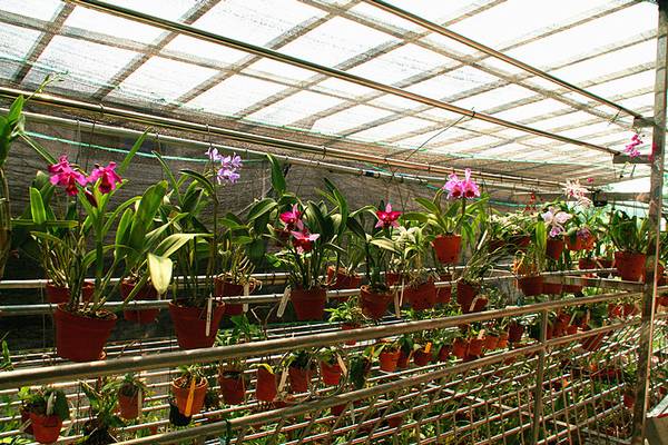 2012-9-25 003_.jpg 欣赏大神的养兰院子,场面壮观!