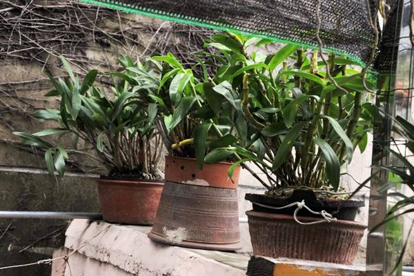 欣赏大神的养兰院子,场面壮观!