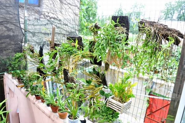 欣赏大神的养兰院子,场面壮观!