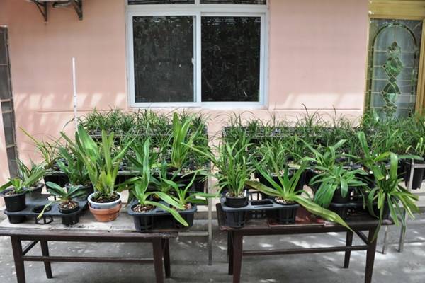 欣赏大神的养兰院子,场面壮观!