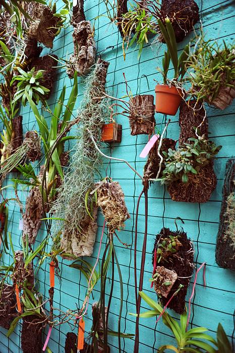 欣赏大神的养兰院子,场面壮观!