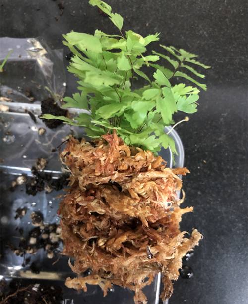 1571744339313572.jpg 养点不一样的盆栽:雨林缸造景方法【图】