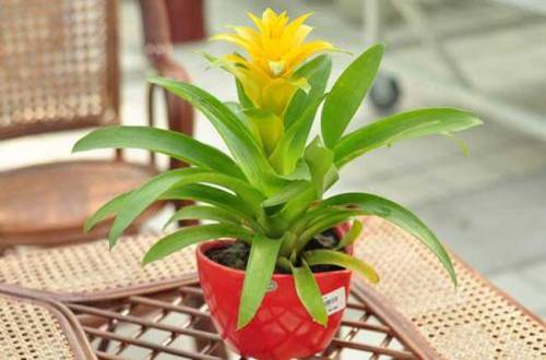 1505889570477953.jpg 办公室没阳光养什么花卉品种好