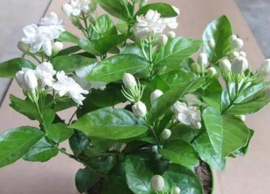 刚买的盆栽茉莉花怎么缓苗