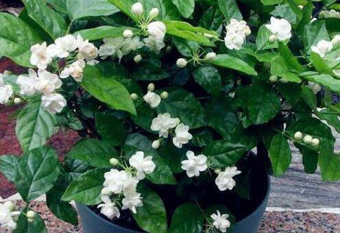 刚买的盆栽茉莉花怎么缓苗