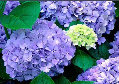 种植八仙花时需要注意些什么