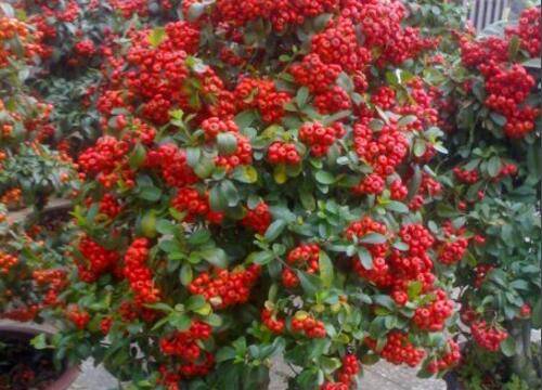 刚买回来的火棘怎么上盆养护