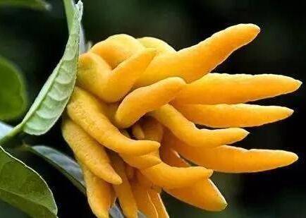 盆栽佛手的养护方法