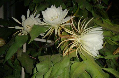 1476500326282030.jpg 昙花不开花的原因和解决方法