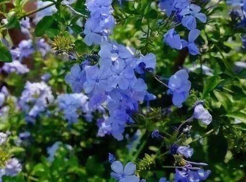 夏季花卉防高温的四大养护技巧