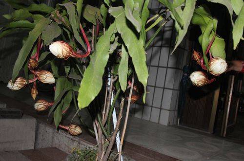1476500311121986.jpg 昙花不开花的原因和解决方法