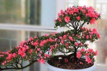 杜鹃花盆景的修剪方法技巧