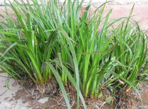 菖蒲盆景的栽植养护方法