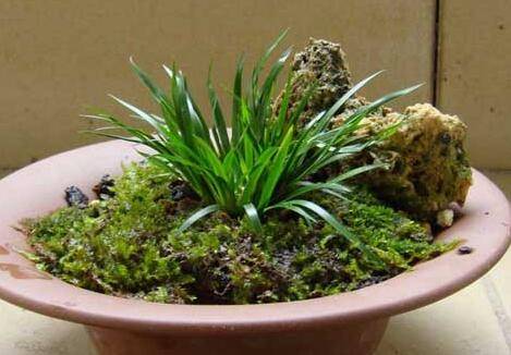 菖蒲盆景的栽植养护方法