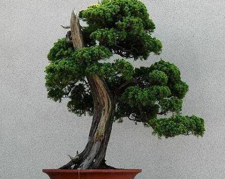 龙柏盆景的造型养护