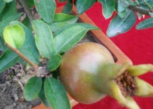 石榴盆景的日常养护管理技巧