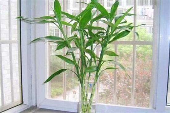 水培富贵竹怎么养长势好,几点养护技巧方法必看