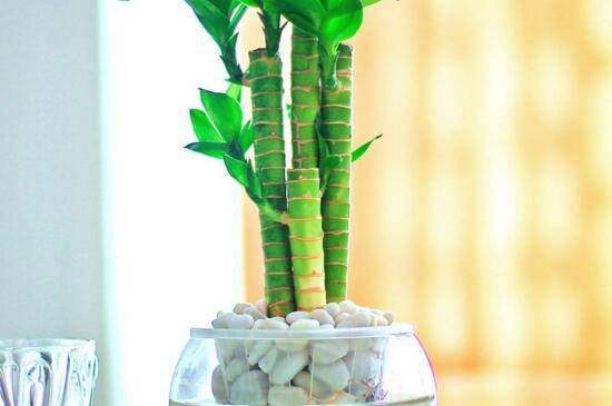 水培富贵竹怎么养长势好,几点养护技巧方法必看
