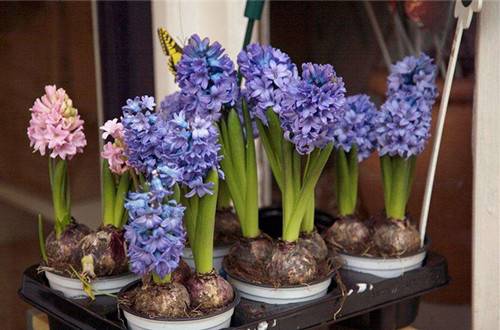 1516710429804263.jpg 水培风信子多久发芽?风信子水培发芽方法