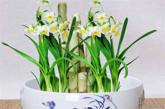 水仙花怎么水培?水仙花的水培方法与养护要点
