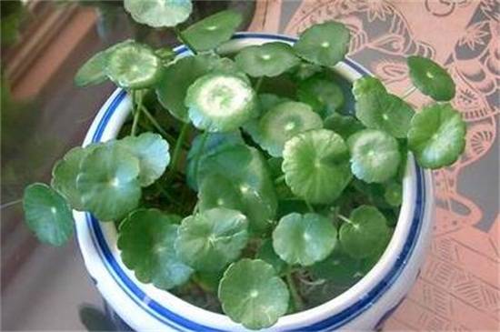 水培金钱草怎么养护?金钱草的水培方法