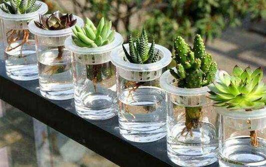 水培营养液怎么用来养花?正确使用方法介绍