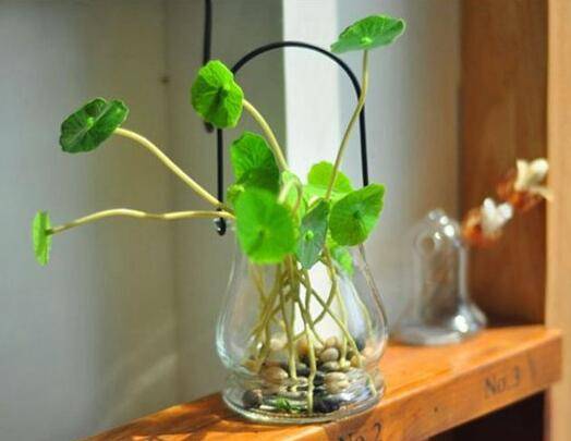 水培营养液怎么用来养花?正确使用方法介绍