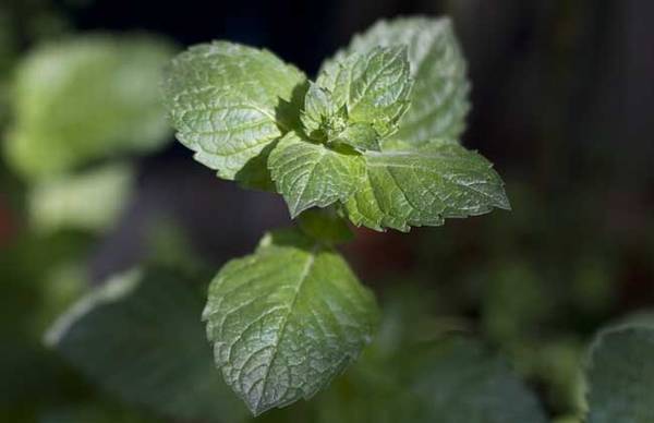 水培薄荷怎么养