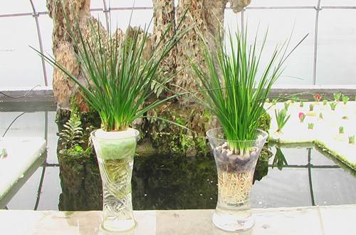 1560525275988310.jpg 葱兰怎么水培方法和注意事项