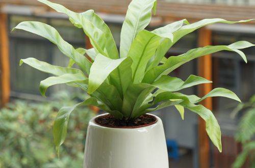 1476498848894716.jpg 鸟巢蕨水培的养护要点