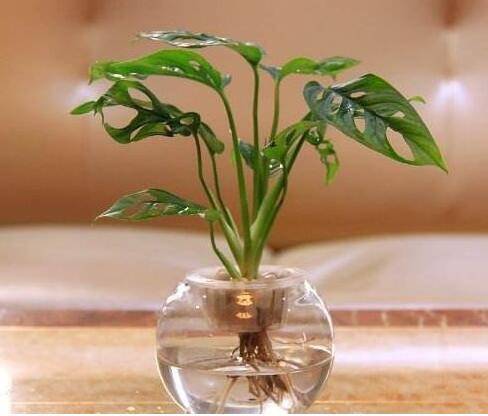 龟背竹的水培方法及养护技巧