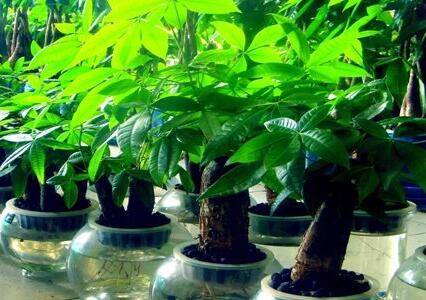 发财树的水培养殖方法