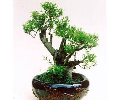 赤楠盆景的水培养殖方法