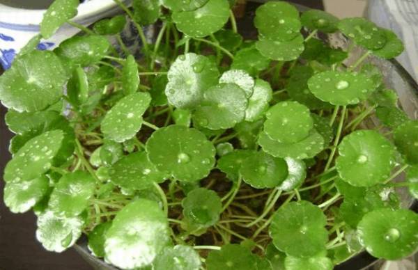 水培铜钱草爆盆怎么养