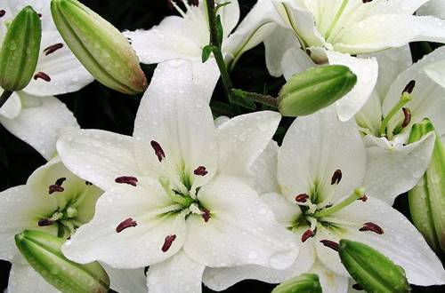 1462863721813903.jpg 百合花水养以及延长花期的方法