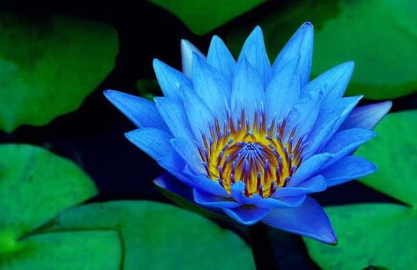 睡火莲好不好养?睡火莲的养殖方法