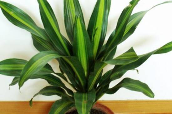 也门铁可以水养吗?养护技巧分享