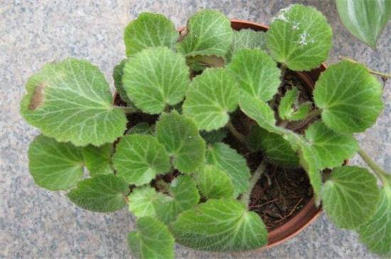 虎耳草的水培养法