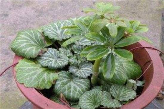 虎耳草的水培养法