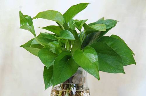 1580655532388146.jpg 绿萝的水培养护六大注意事项