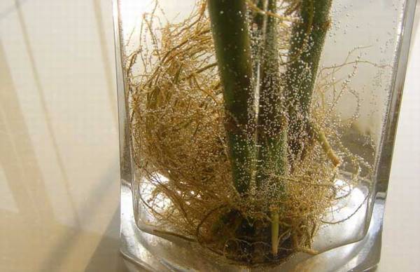 水培富贵竹几天换一次水