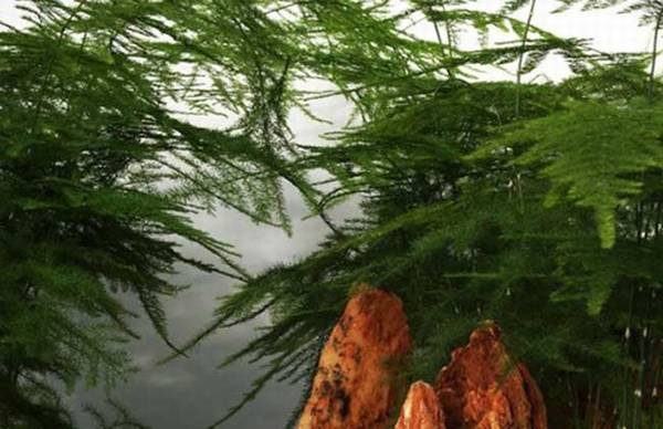 文竹的水培养殖方法