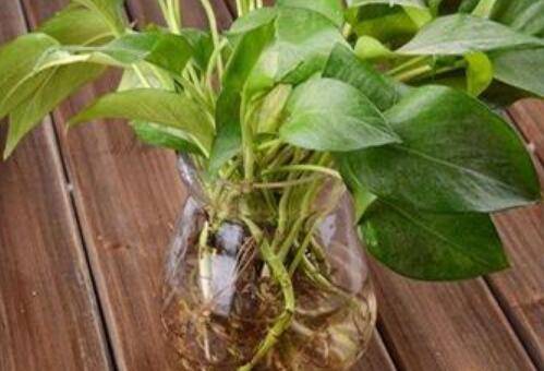 水培花卉怎么养漂亮