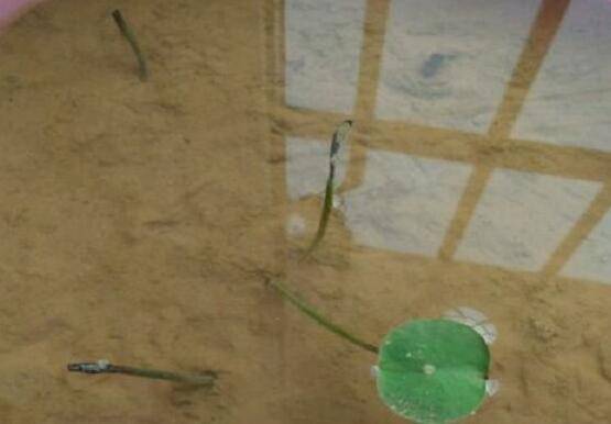 盆栽碗莲芽尖露出水面发黑枯萎怎么办