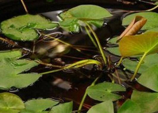 睡莲的一点种植心得分享