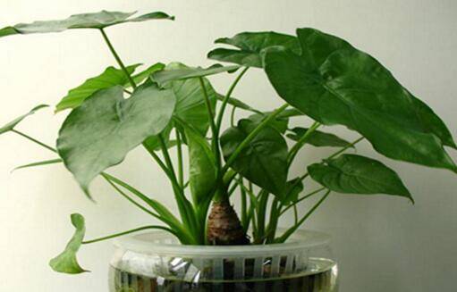 滴水观音无土栽培怎么养护