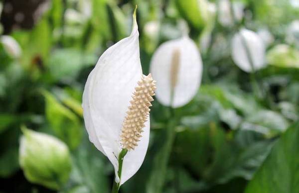 水培白掌的养护技巧
