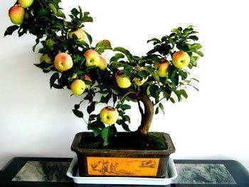 阳台种苹果怎么养护教大家在阳台种植苹果盆栽