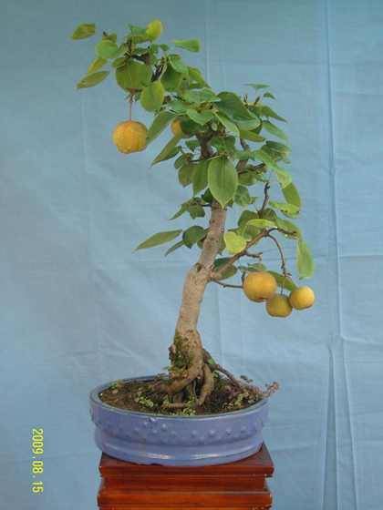 阳台种苹果怎么养护教大家在阳台种植苹果盆栽